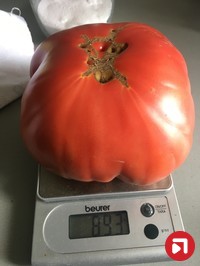 Владимир В