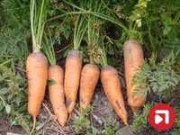 Потапова Елена Викторовна